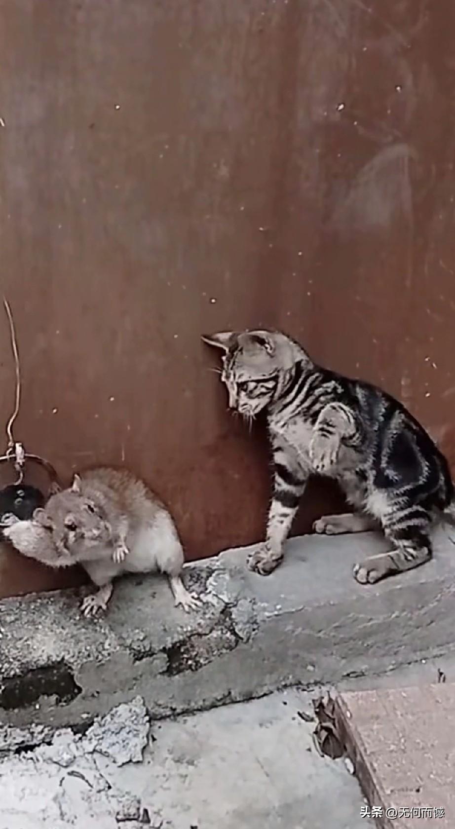 老鼠被夹子夹住了腿，猫咪可算是逮住了机遇，对老鼠进行了一顿输出，老鼠虽然也进行了