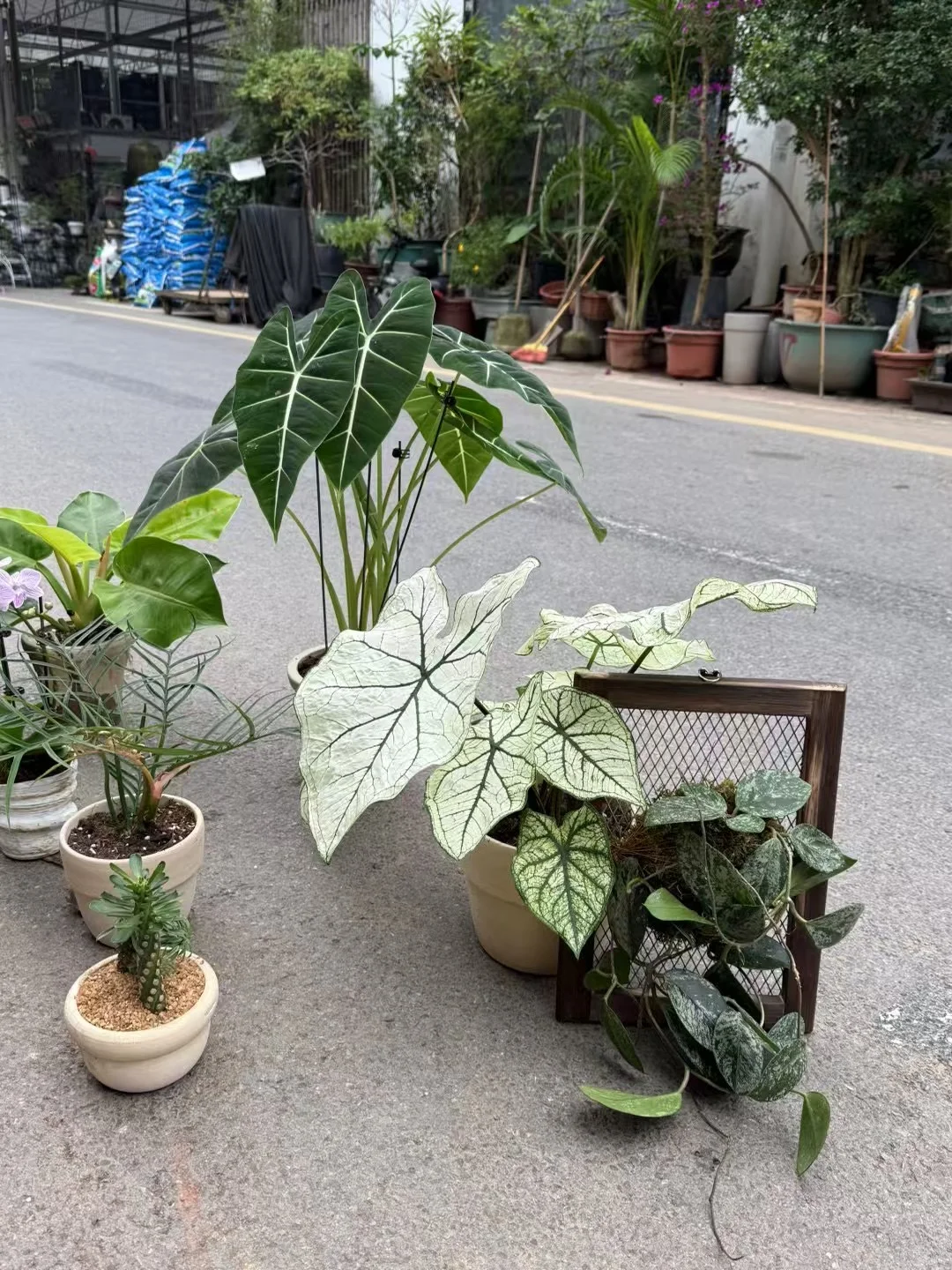 紧急抓拍‼️快来夸我好会卖植物！！