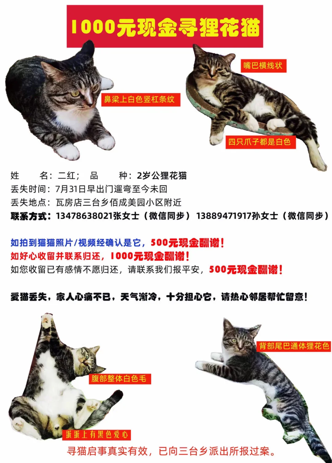 帮转 希望小猫早日回家