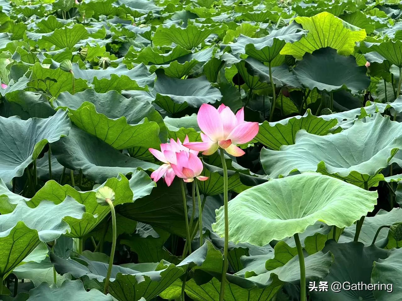 记得我之前说过，（没想到昨天和今天变化如此之大，这是昨天写的）
​这是一场美以两