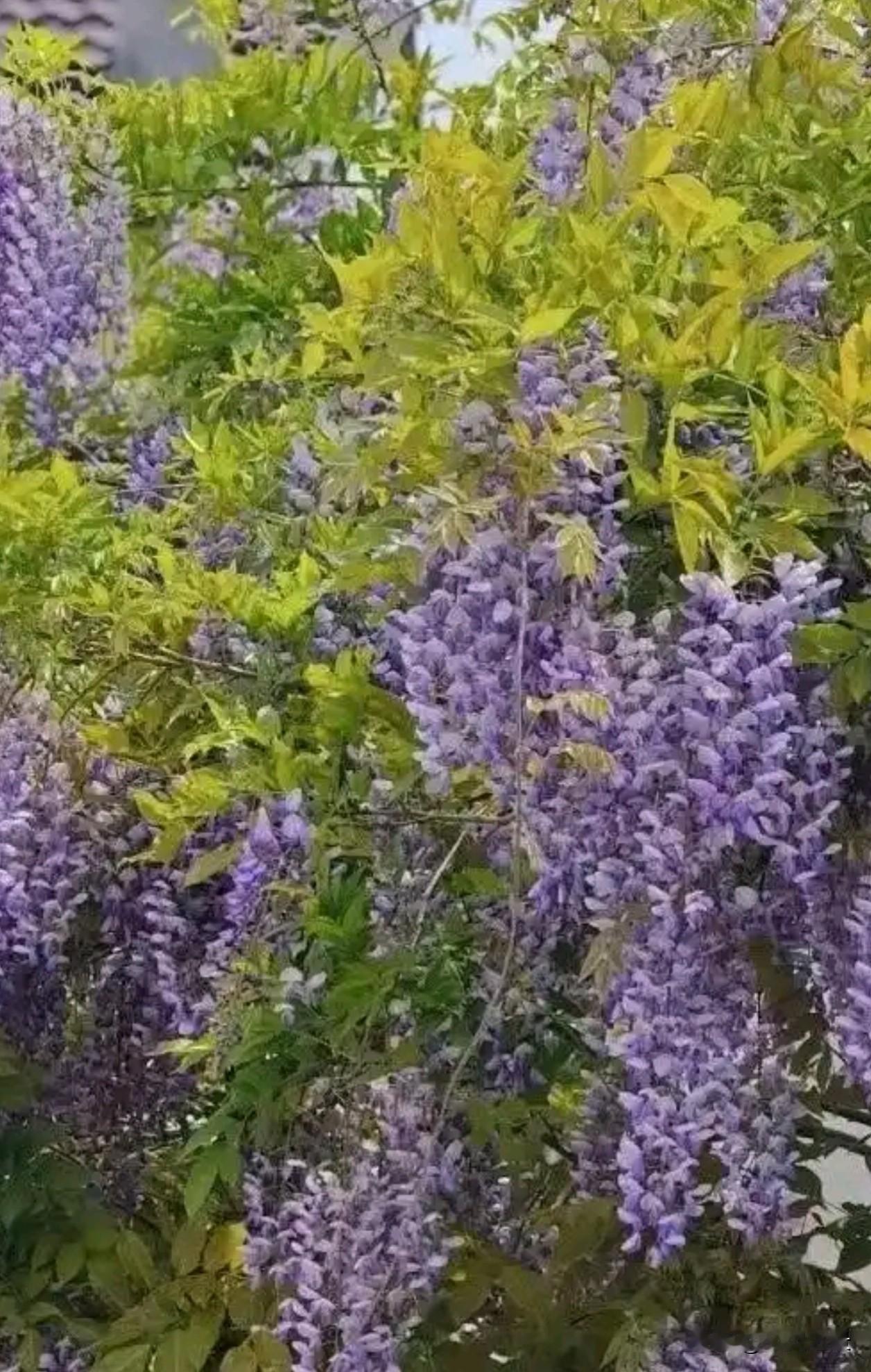 抬头撞见一帘紫色瀑布，紫藤花在风里轻轻摇晃，把春天的温柔都揉进了这抹淡紫里。原来