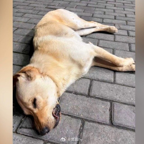 狗狗中毒针进店向主人求救仍死亡狗狗是我们最好的朋友 西安·华严寺