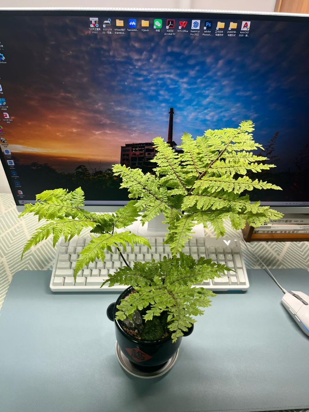 李昀锐闪击小森林  看我看我 森林碎碎念 我没有小林送的多肉 羡慕其他小森林  