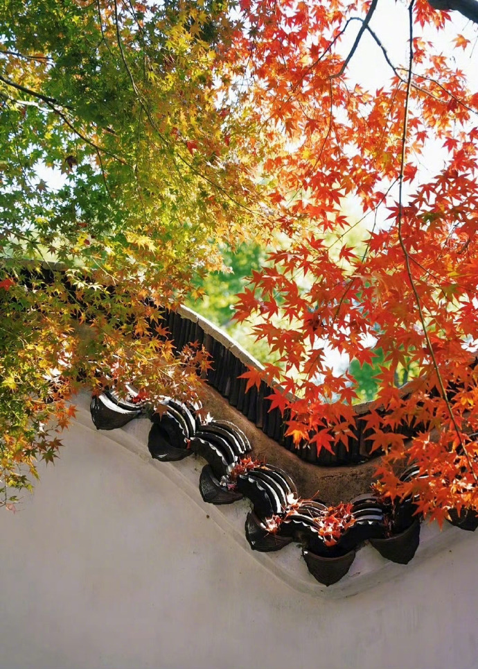 “   一年好景君须记，最是橙黄橘绿时 …   ” ​ ​​​