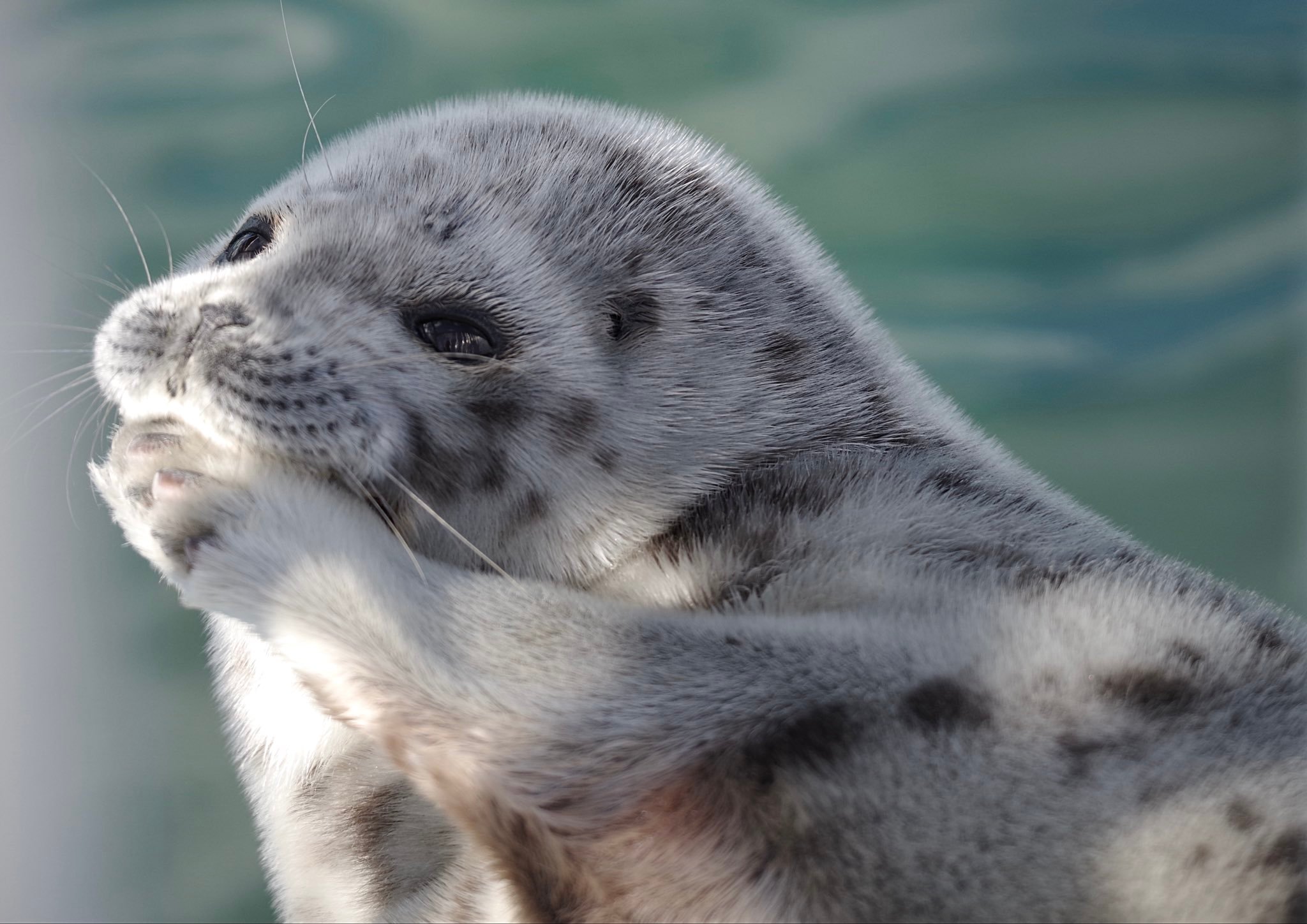 海豹 逢郎欲语低头笑，碧玉搔头落水中这颗海豹头可太蓬松辣！！