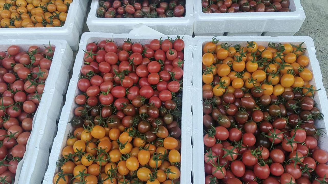 家乡特产不断上市
还有一个月就可以回家品尝啦
圣女果品种越来越多啦
最开始只有红