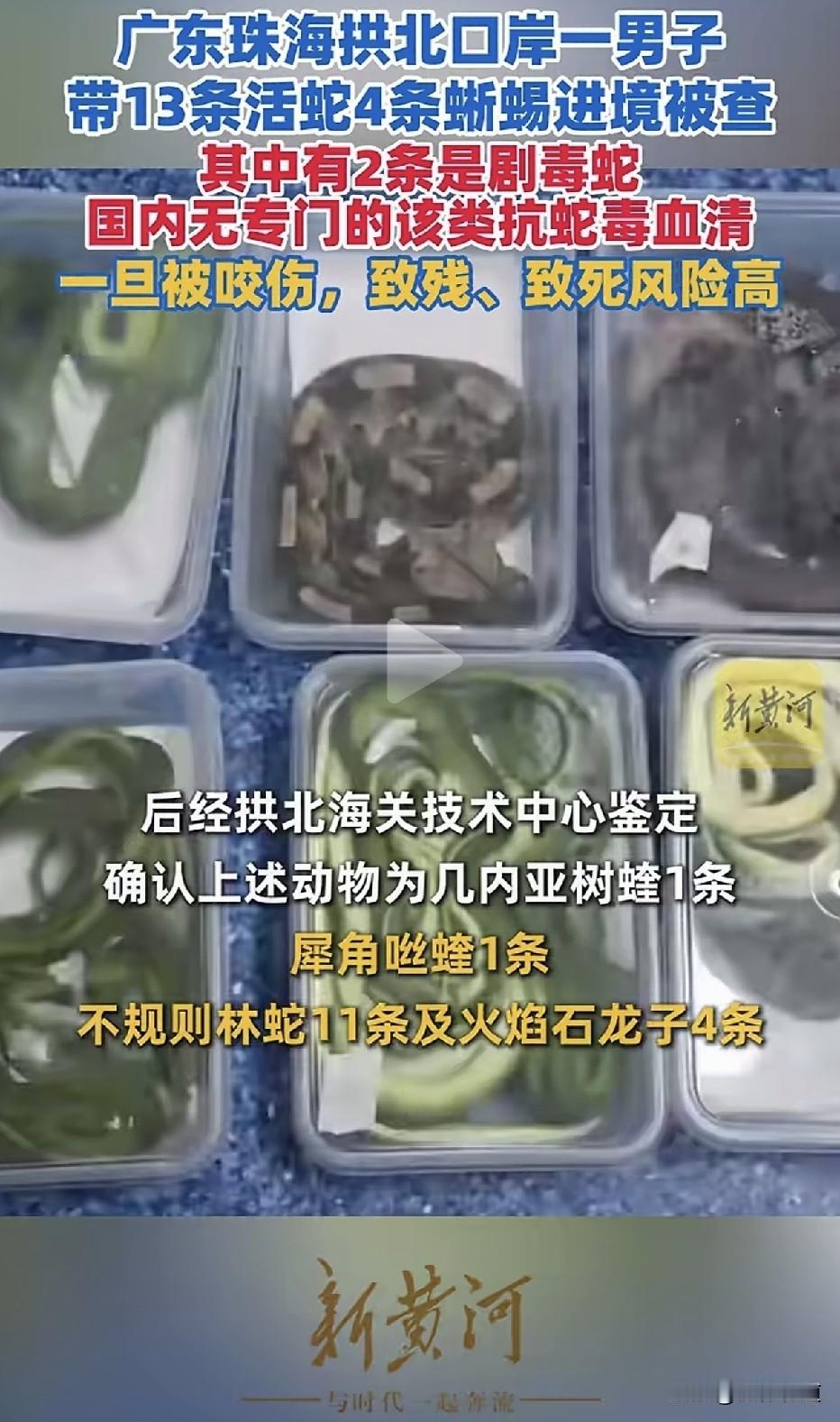 17条活体蛇蜥蜴，其中2条是剧毒蛇，国内没有专门抗蛇毒血清。他就这样提着密封包裹