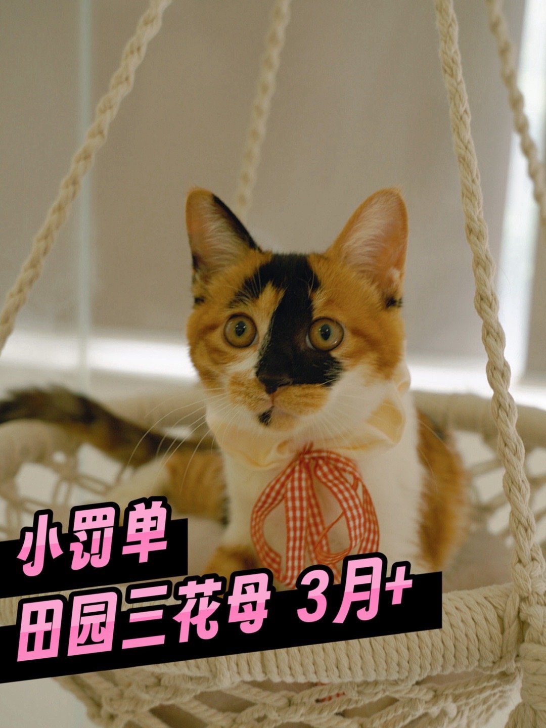 #杭州领养# 给活泼亲人的小罚单找个领养。这个猫真的是天选二胎小猫咪，能跟其他小