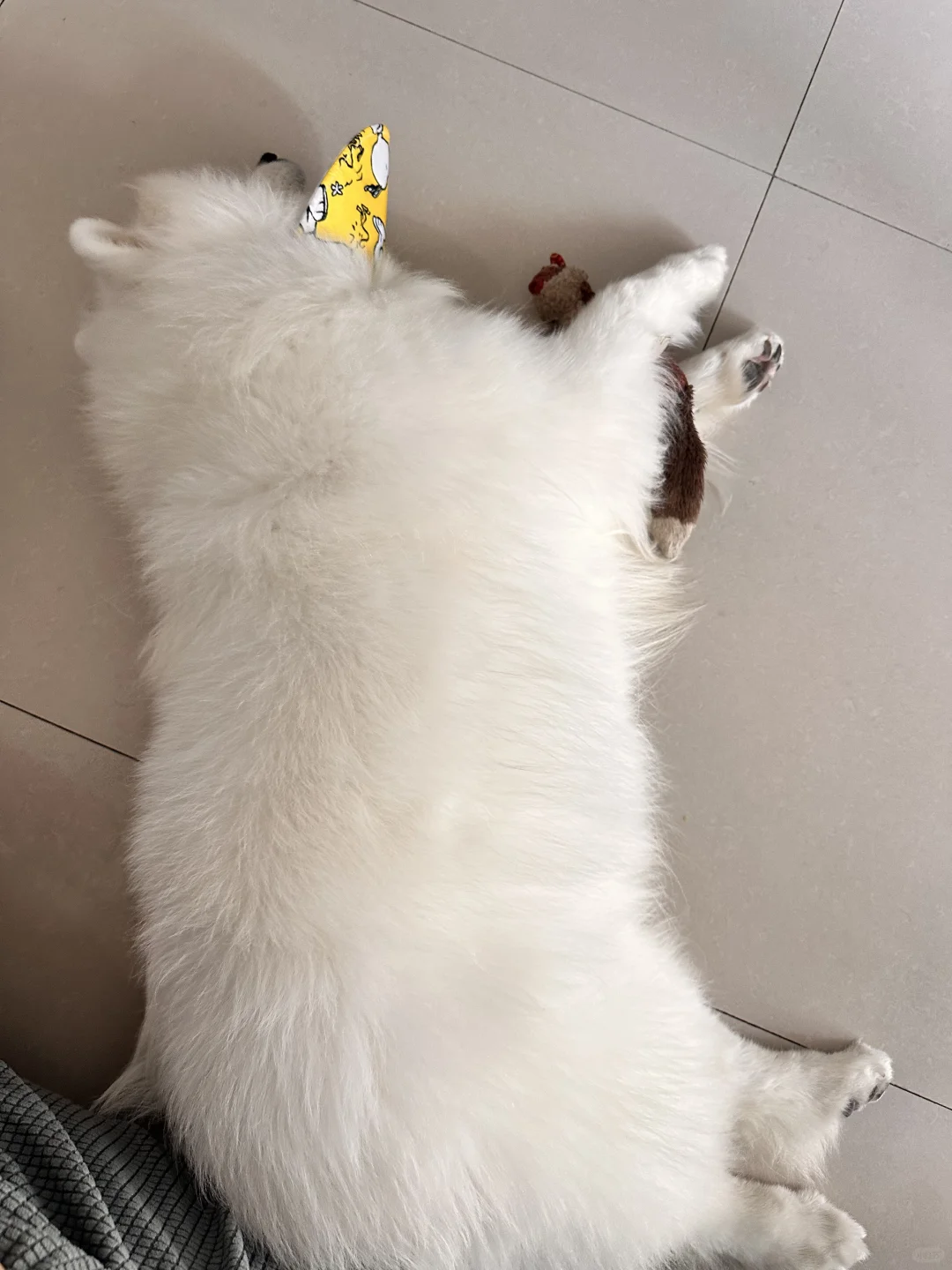 小狗也有自己的阿贝贝