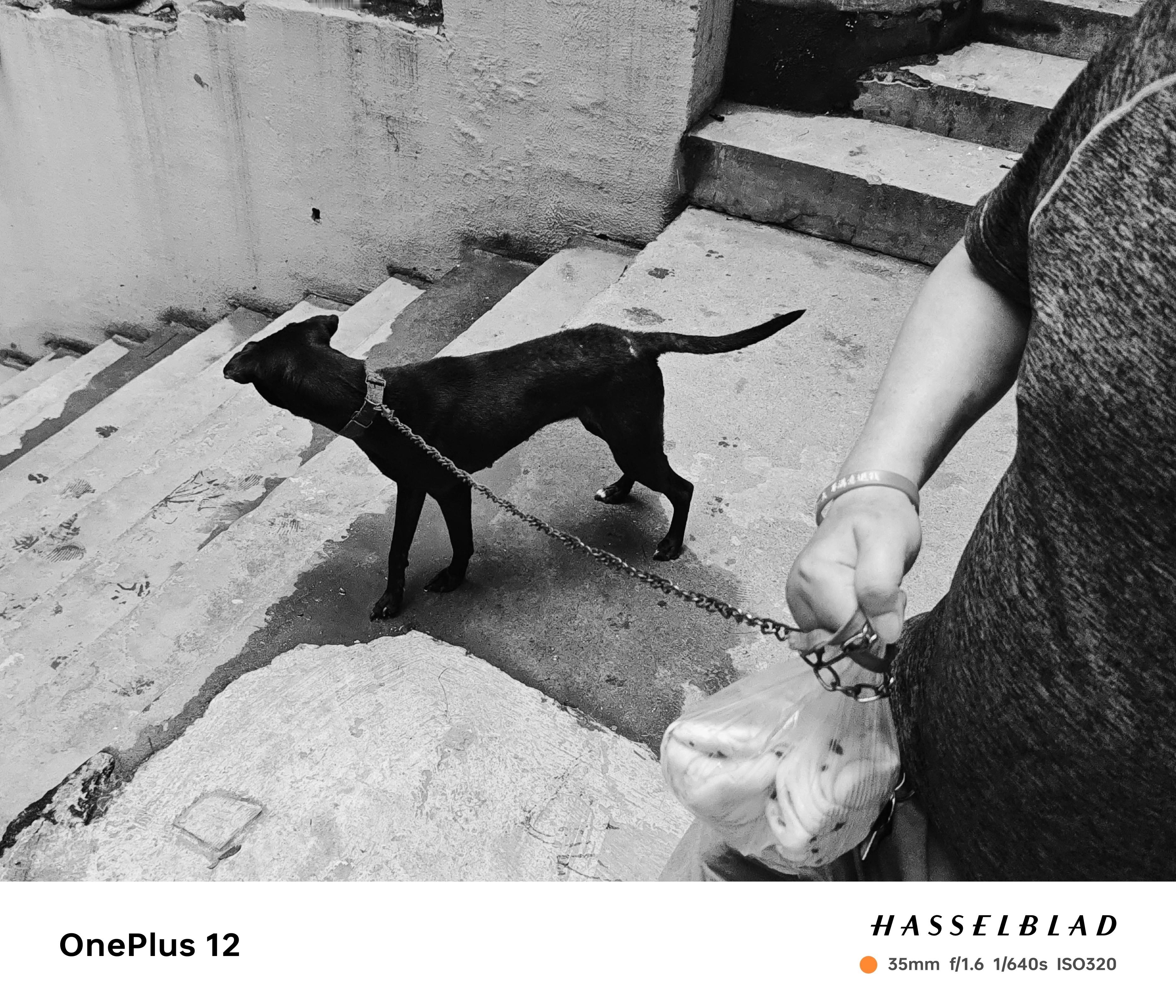 花卷牵黑狗#万物有灵# ​​​