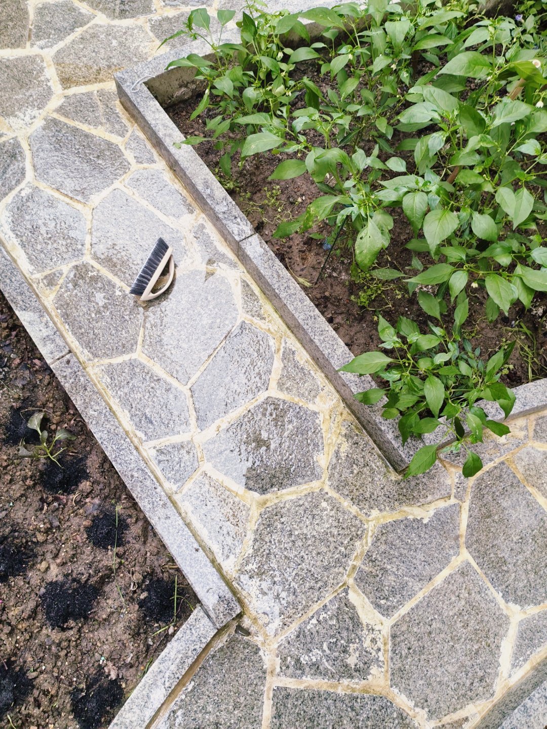 生活手记 天天都有忙不完的事儿。刚按母嘱，给韭菜地里撒了复合肥，还压了草木灰，又