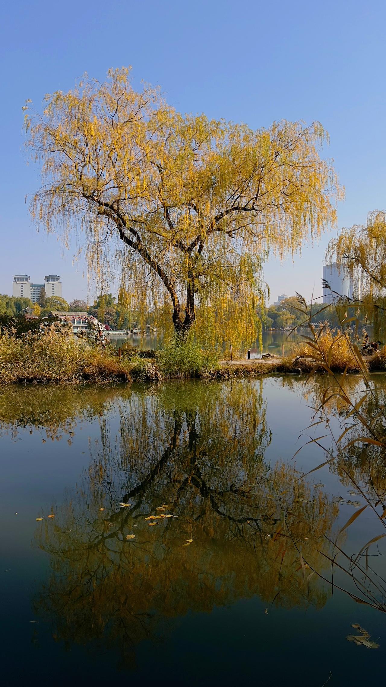 【原创】初冬紫竹院公园里的老树风采依旧