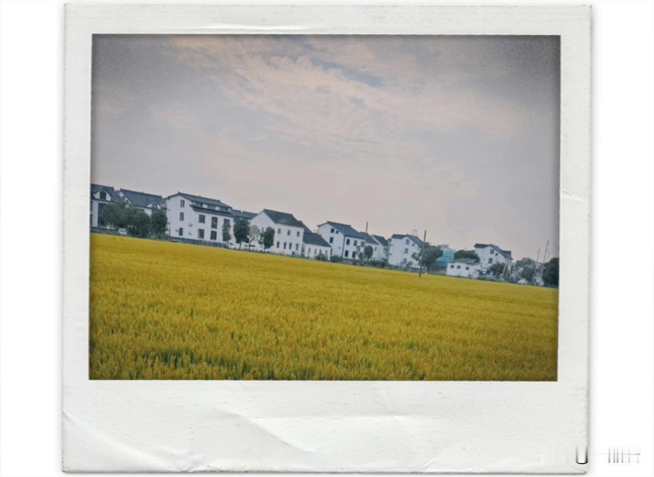 一个冷知识，到了江苏这边才发现，江苏有的地方十二月了水稻竟然还没收割。