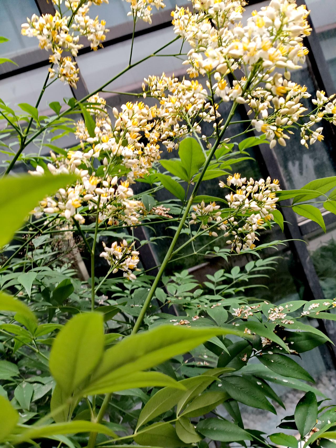 青翠枝叶间缀满细碎白花，花蕊晕开浅浅暖黄，簇簇繁花舒展，清浅花香漫开，满是温柔清