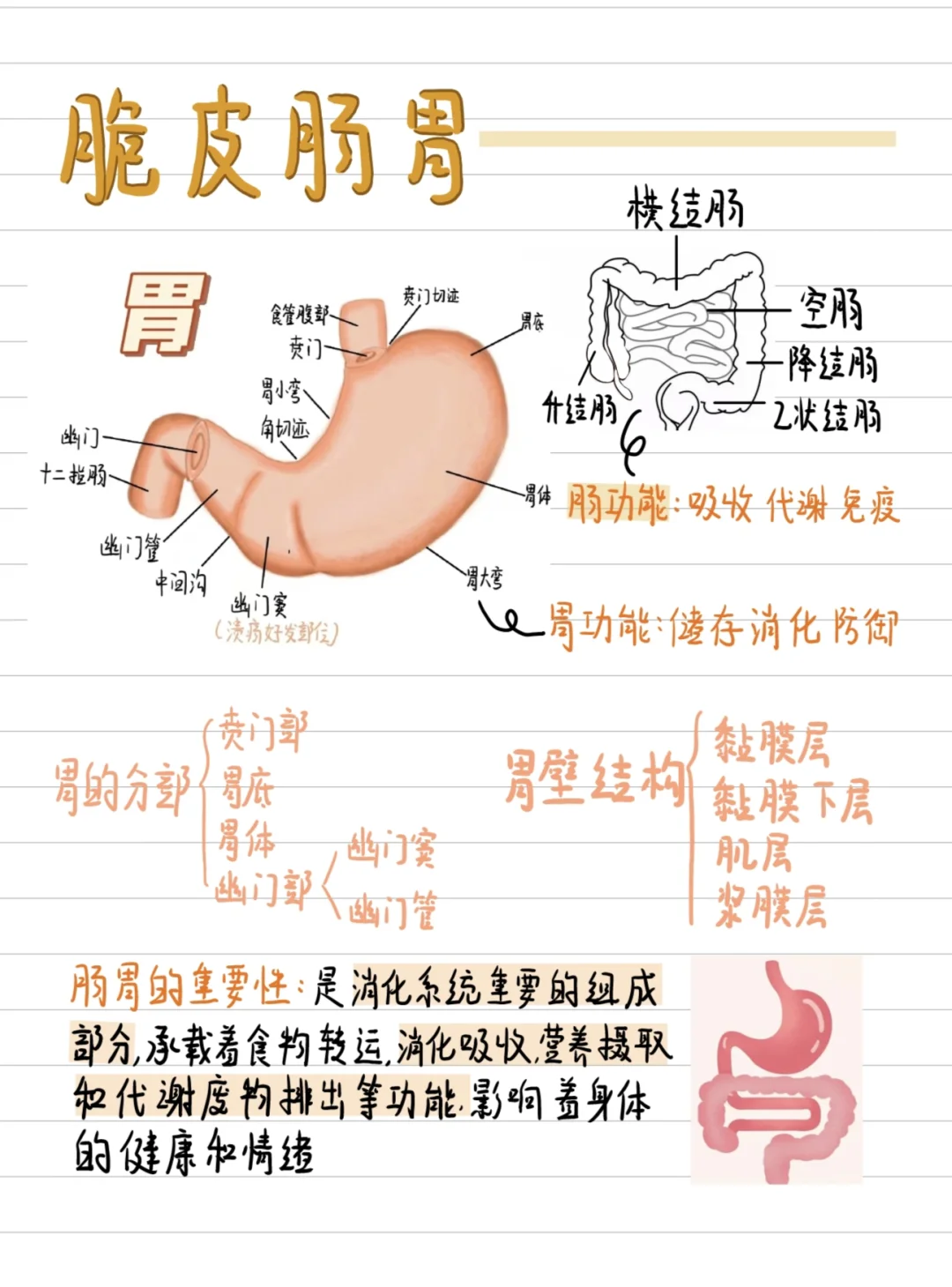 医学生笔记-脆皮肠胃