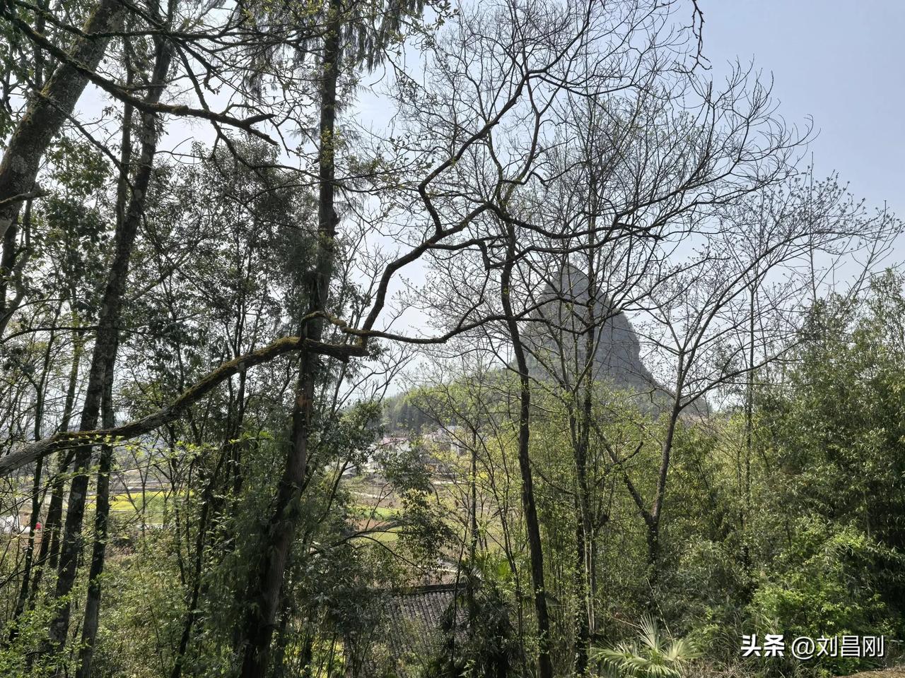 鹧鸪天·老寨娃
（2025年4月6日）
文笔峰前春意浓，重归老寨小顽童。踏青漫逐