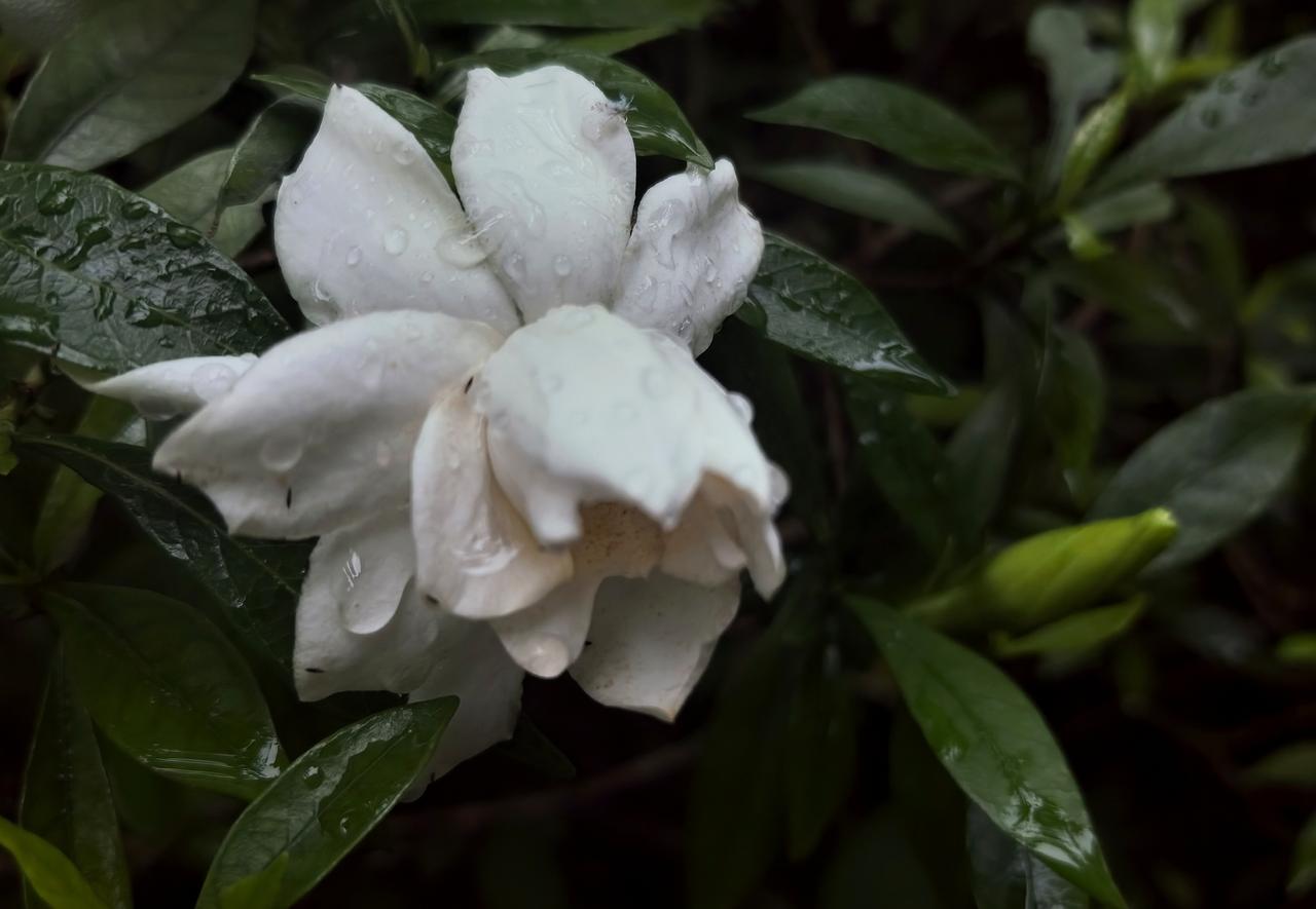 栀子花开