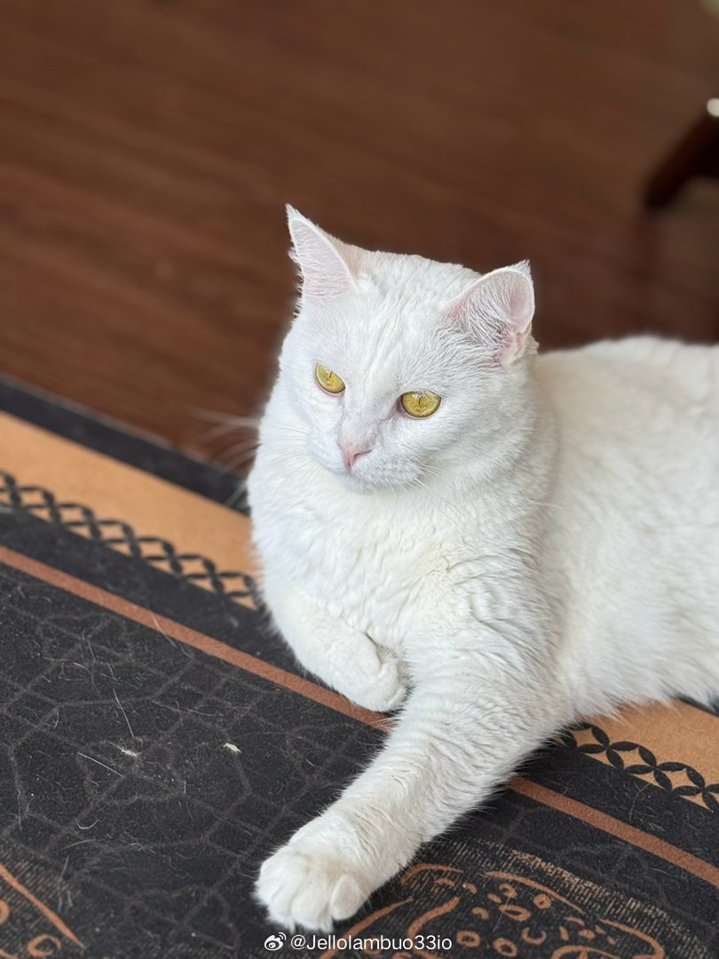 🐈 