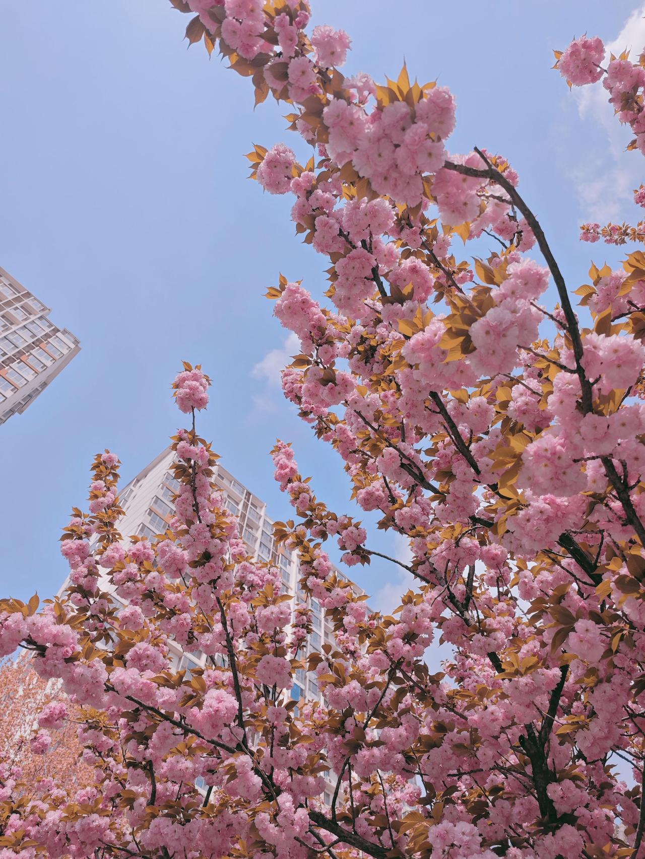 刘禹锡有诗云：山桃红花满上头，蜀江春水拍山流。花红易衰似郎意，水流无限似侬愁随手