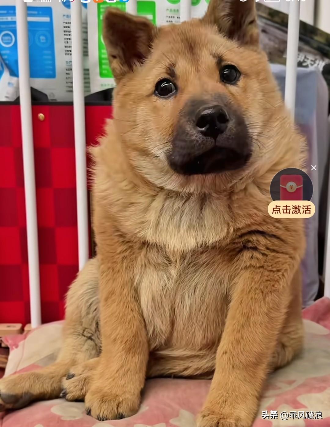 小时候，因为不懂看狗相，把它买了回来，原以为它老实本分，没想到养了半辈子，依旧那