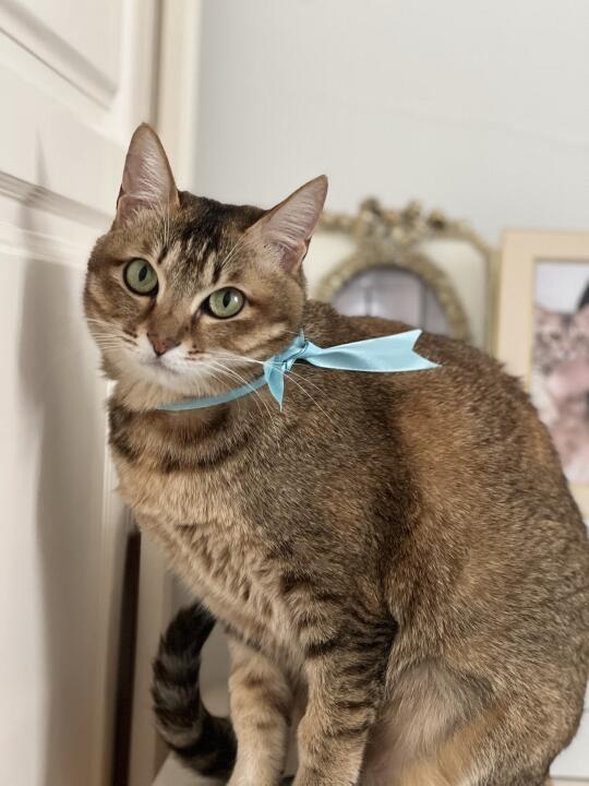蒂芙尼小猫