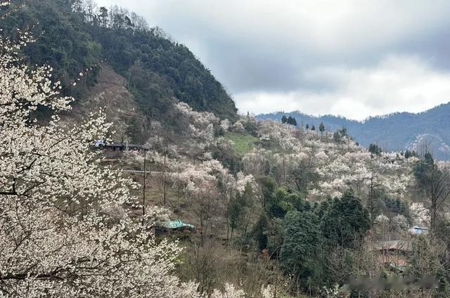 花开得正好！3条徒步路线，带娃山里穿越梅林