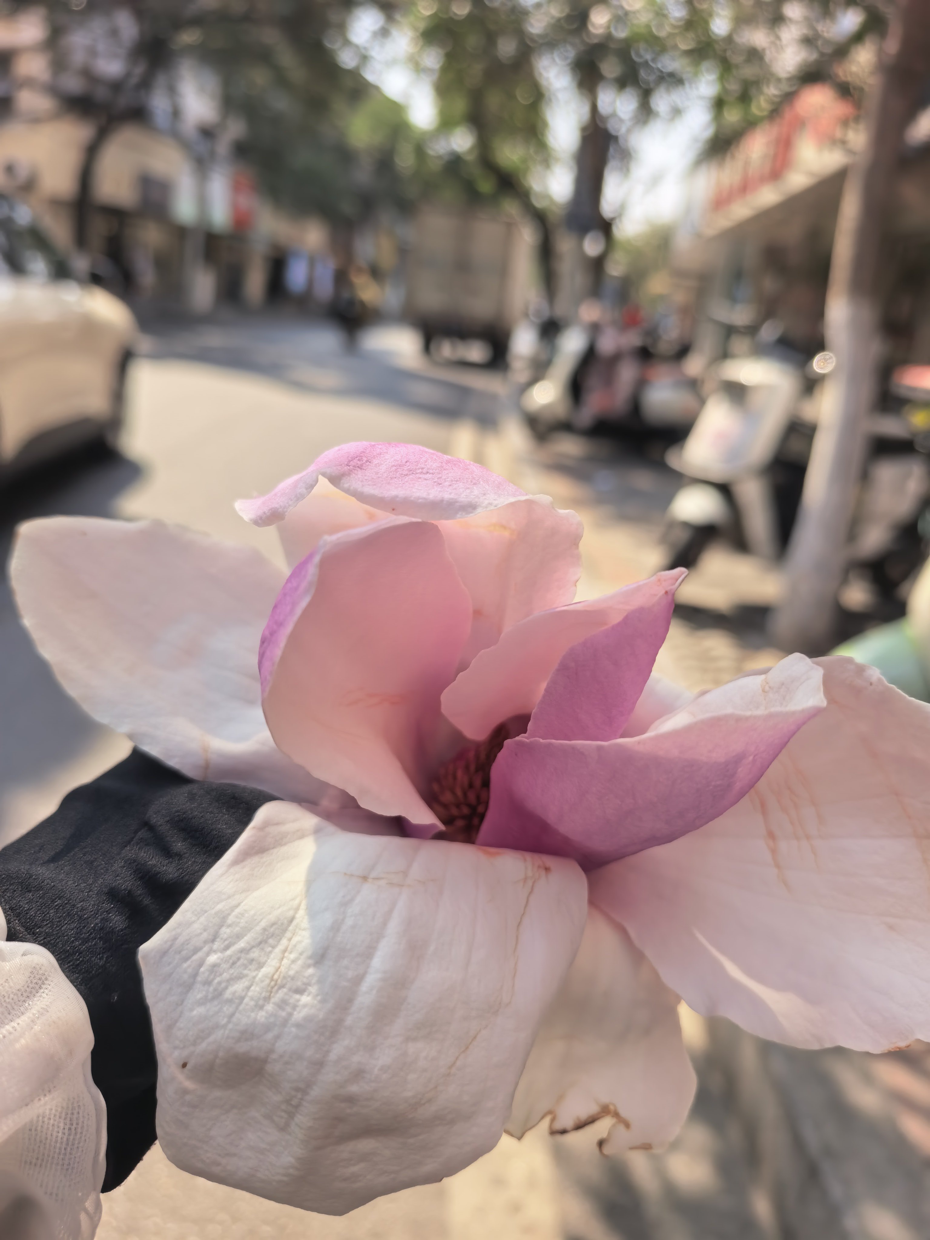 最近辛夷花开的很美，工作中途忍不住采了一朵，没过多久就蔫了，如果我不摘它，在树上