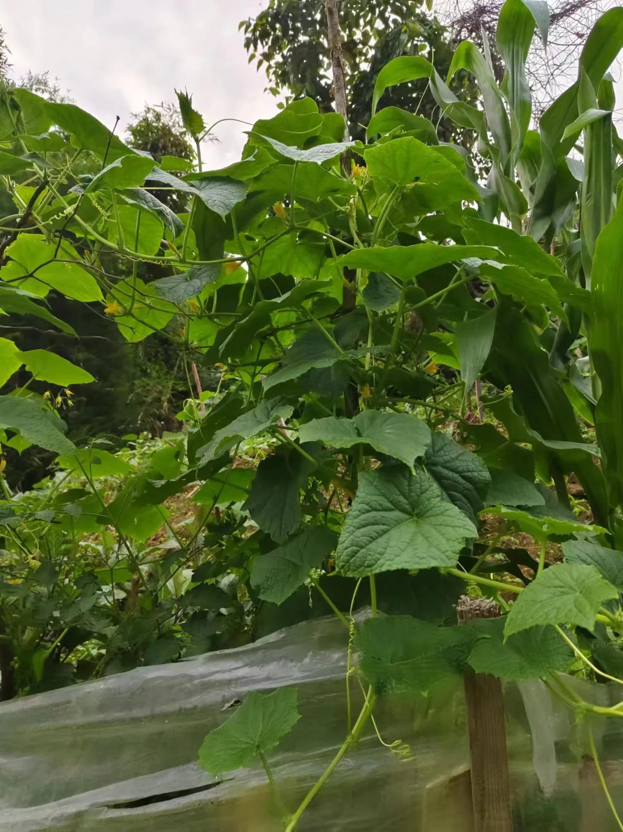 火锅：温暖人生的盛宴在岁月的长河中，火锅宛如一颗璀璨的明珠，散发着独特的魅力。