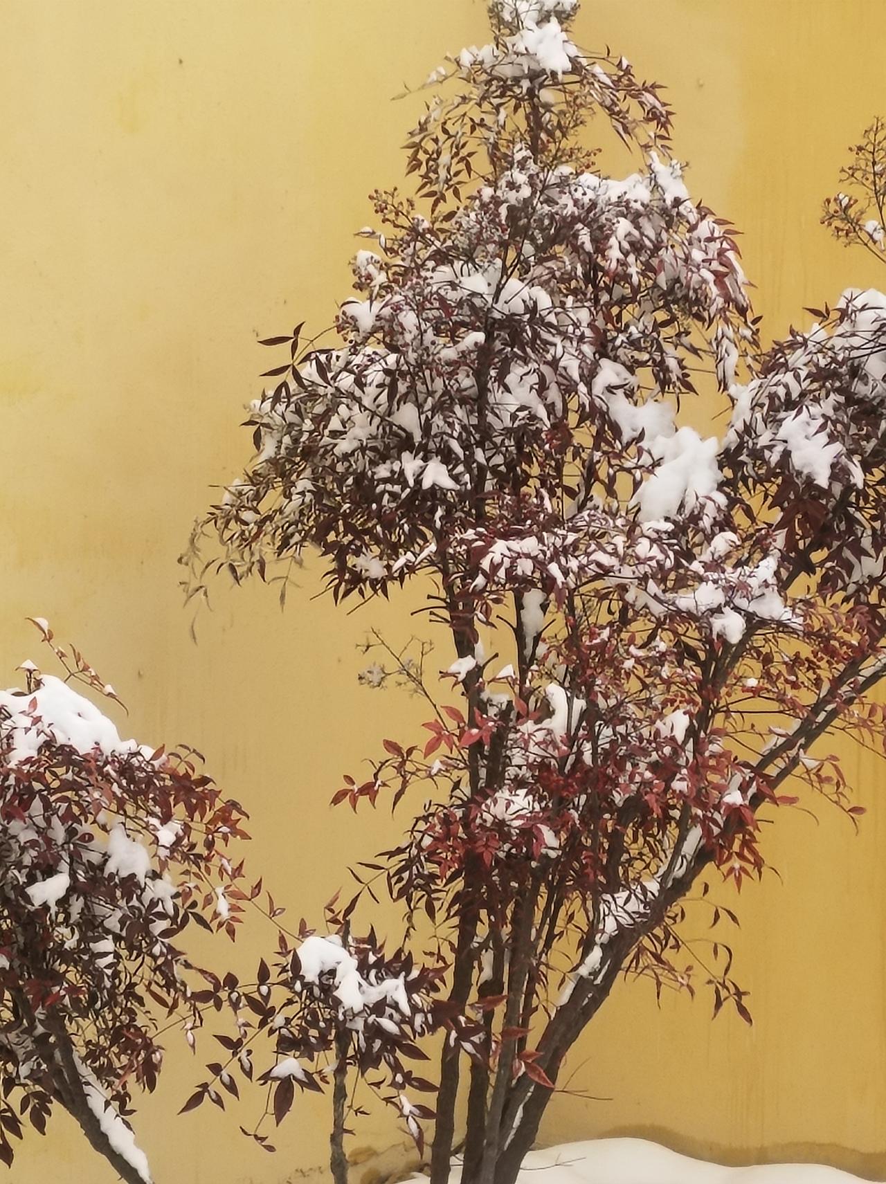 冬日暖阳下，雪中南天竹，不畏寒霜，红叶似火，静谧而美丽。🔥🌿