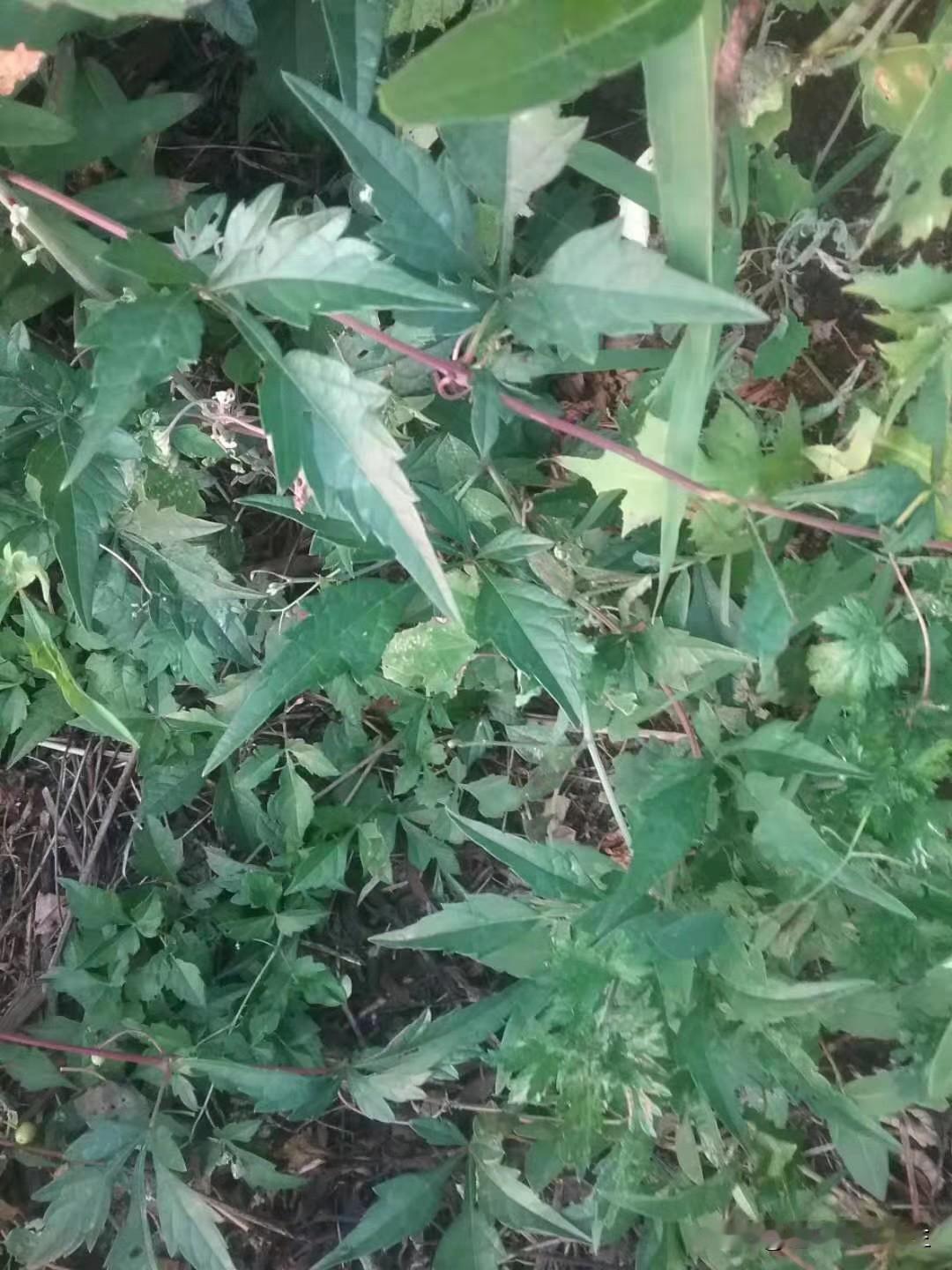 这里的白涟(山地瓜)就剩2棵了，2年前有七八棵呢。看起来，我不伸手保护，大连野生