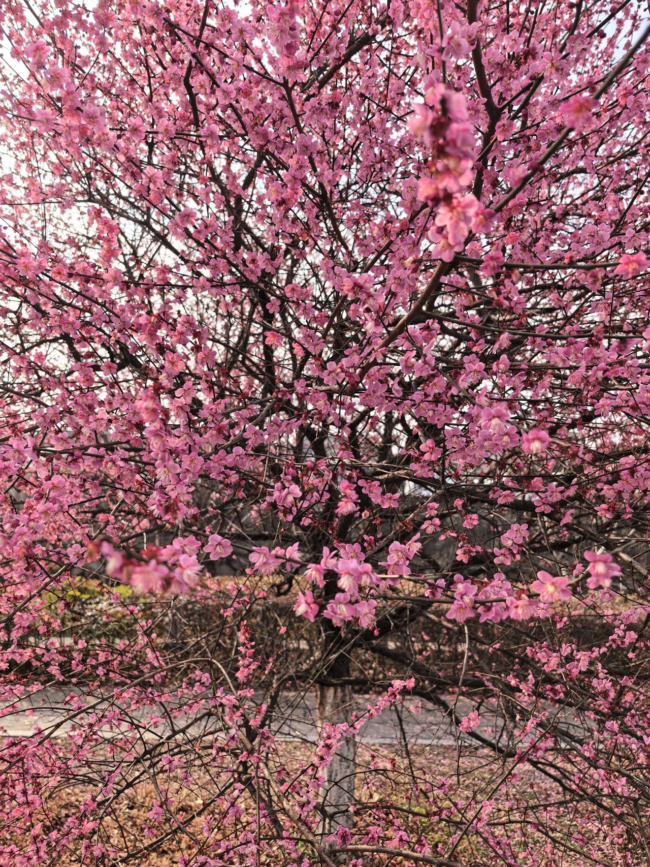 七律・春归
律转东风岁序新，寒消淑气满芳辰。
柳舒金缕摇轻浪，桃绽红英醉软春。