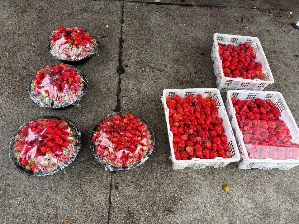 谁能想到！曾经贵到舍不得买的草莓，如今在武汉直接跌到“白菜价”，1元一斤随便挑，