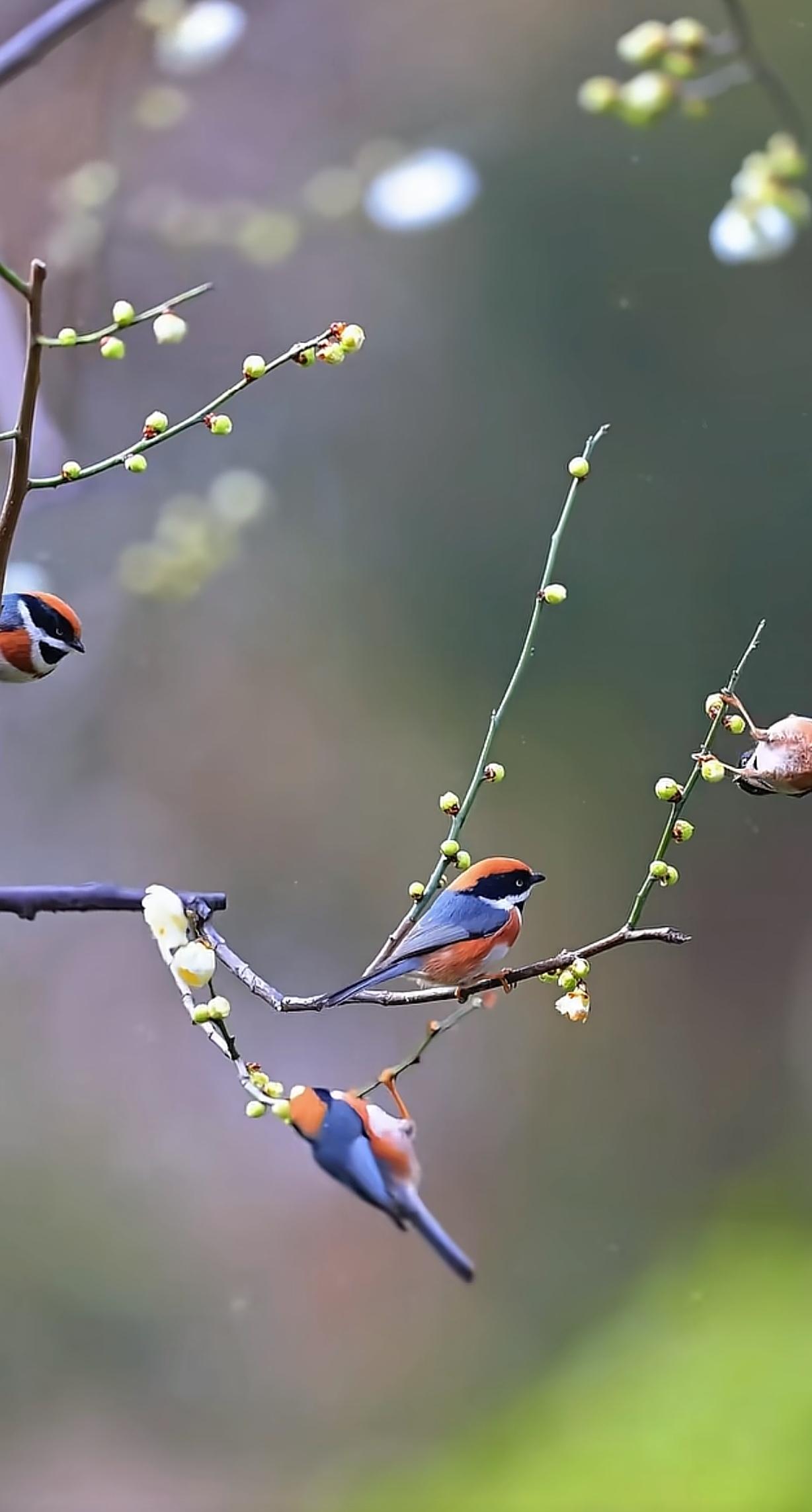 春天，真的轰轰烈烈地来了！
 
走在公园湖边，绦柳早已抽出新条，随风轻摆。就连小