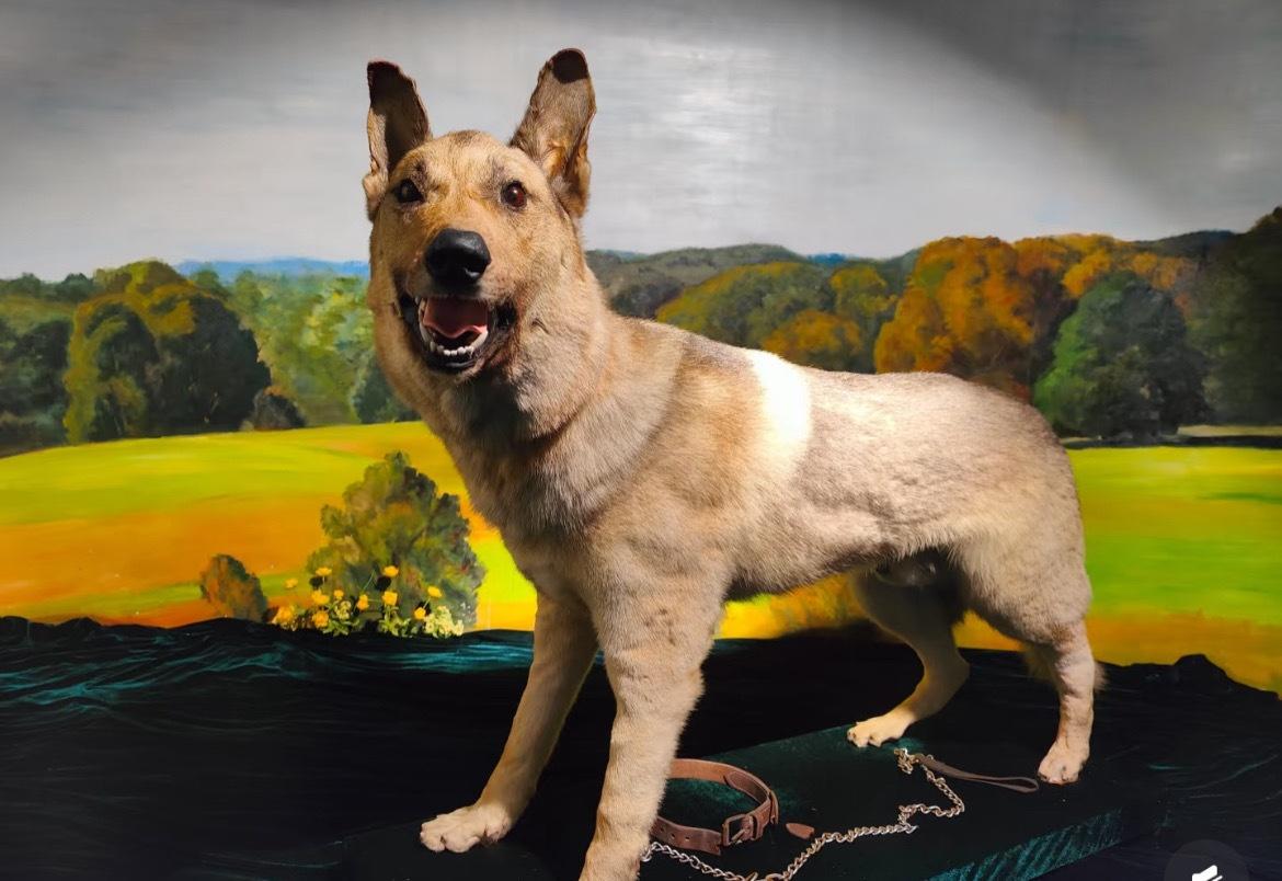 【汪汪队立大功】上海公安博物馆的警犬标本，胜利 ​​​