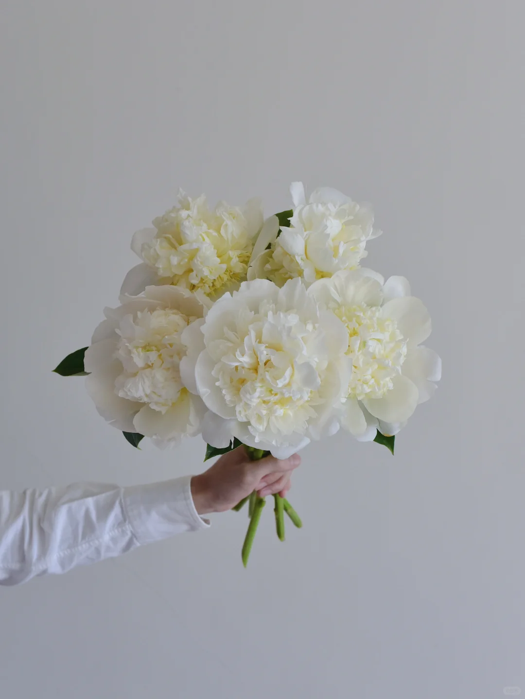 神州芍药·不知名