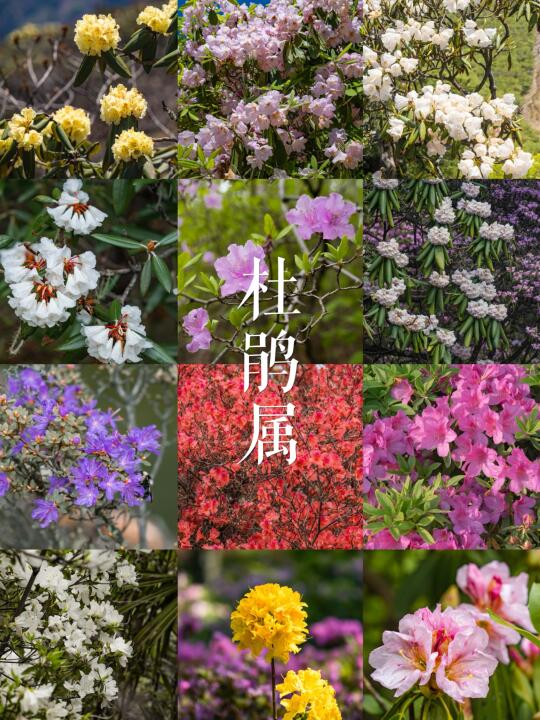 “花中西施”杜鹃花属 | 影像