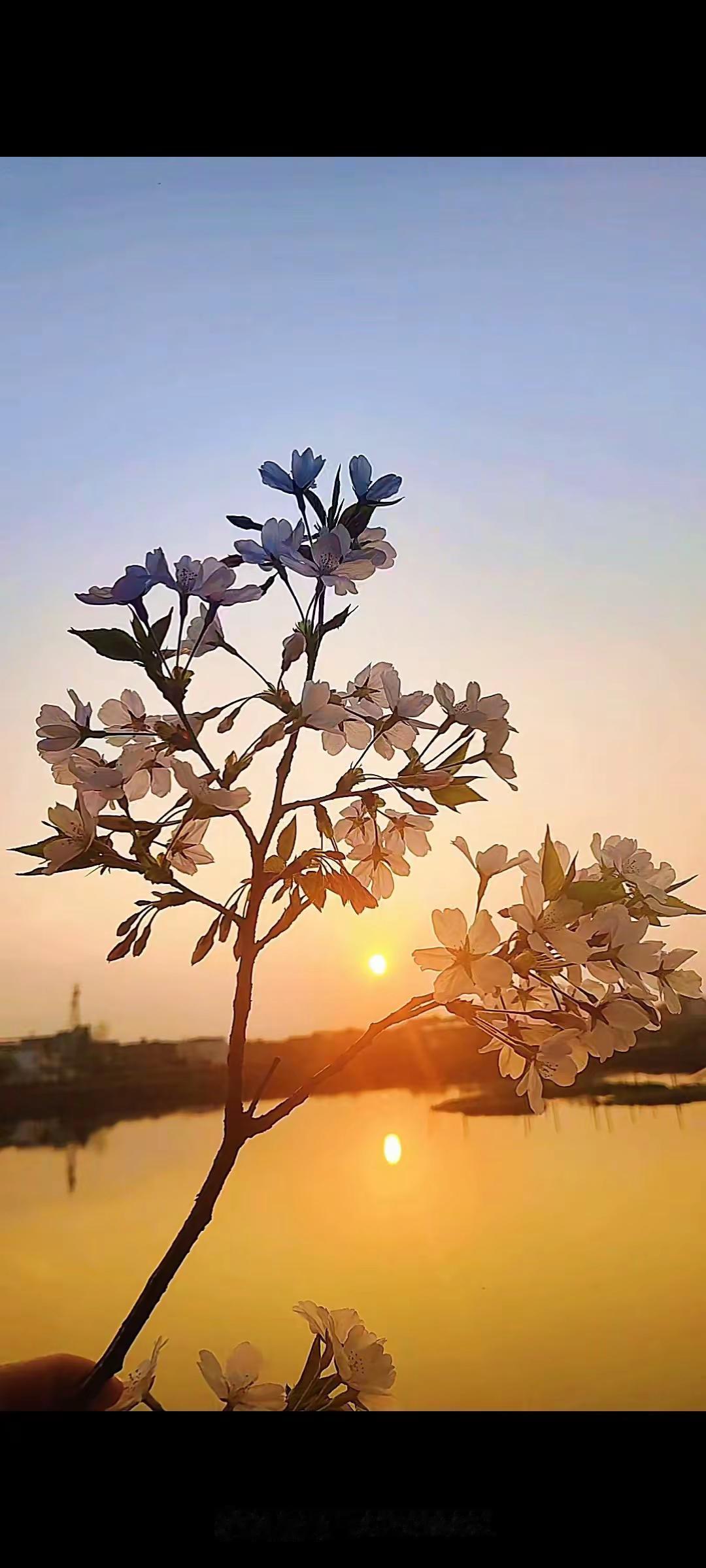 夕阳无限好只是近黄昏 落日花枝