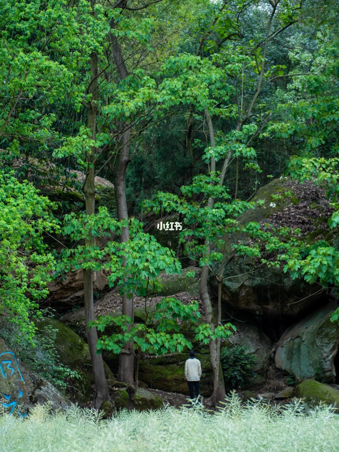 成都1.5H秘境森林徒步，五一避堵赏花好去处