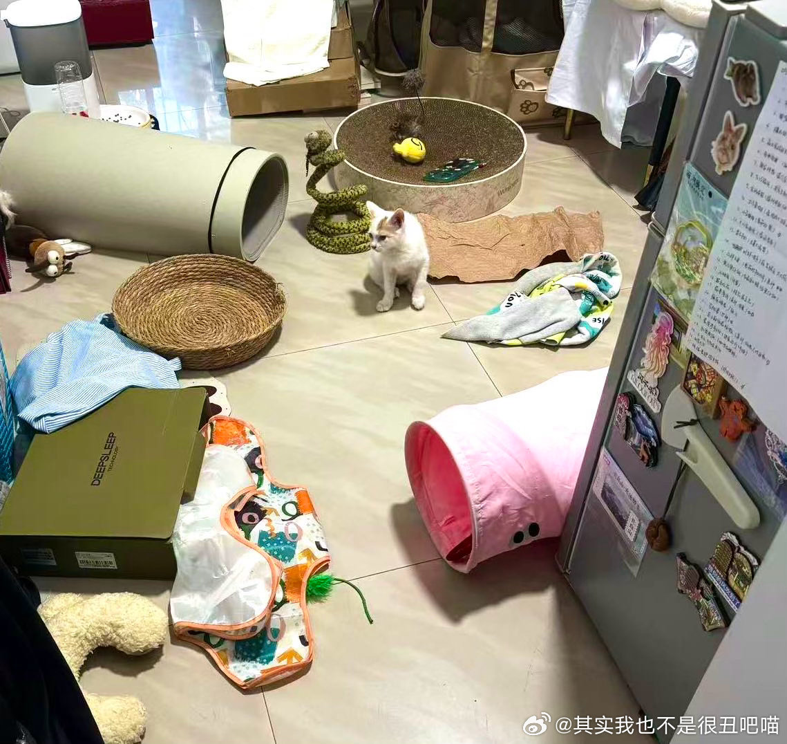 50794【丑猫】心灵丑。回家以为进贼了 