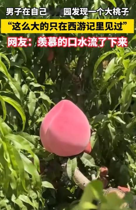 彻底解释不清了！山东，一男子和媳妇进自家桃园摘桃子，摘着摘着突然一愣，眼前这个“