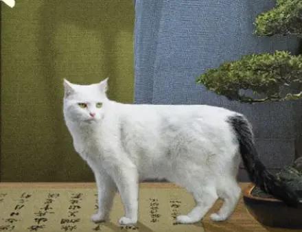 刚刚发现，这个收藏活动图片中的小猫咪，眼睛👀是双色球[呲牙]的。
对于收藏品，