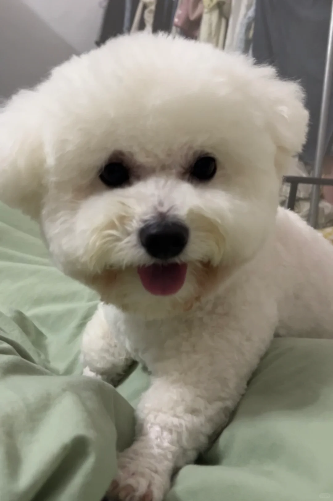 [哭惹R]咱也不知道为啥这个宠物美容师老是把我宝宝的高颅顶剪成平头