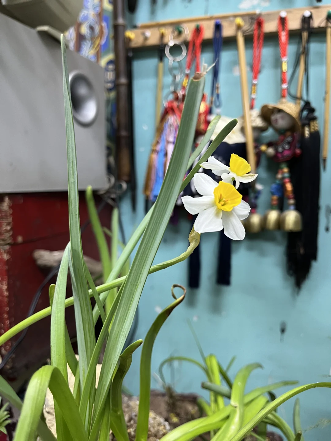 是字好看还是花好看