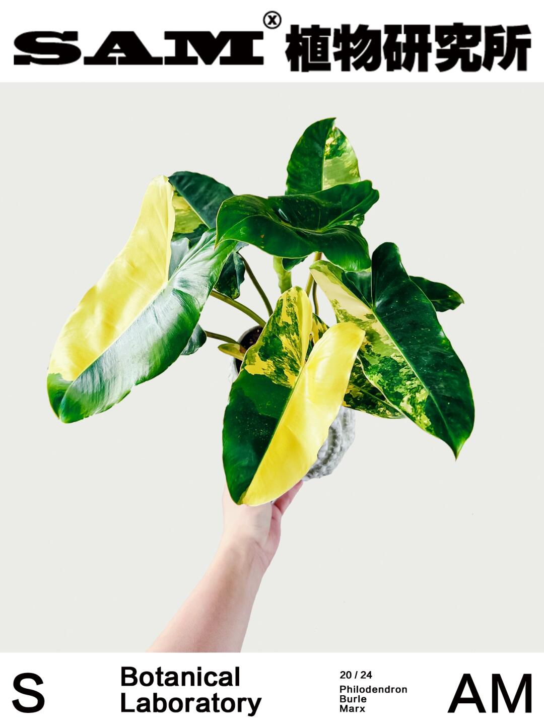 伯乐锦蔓绿绒｜Philodendron Burle Marx