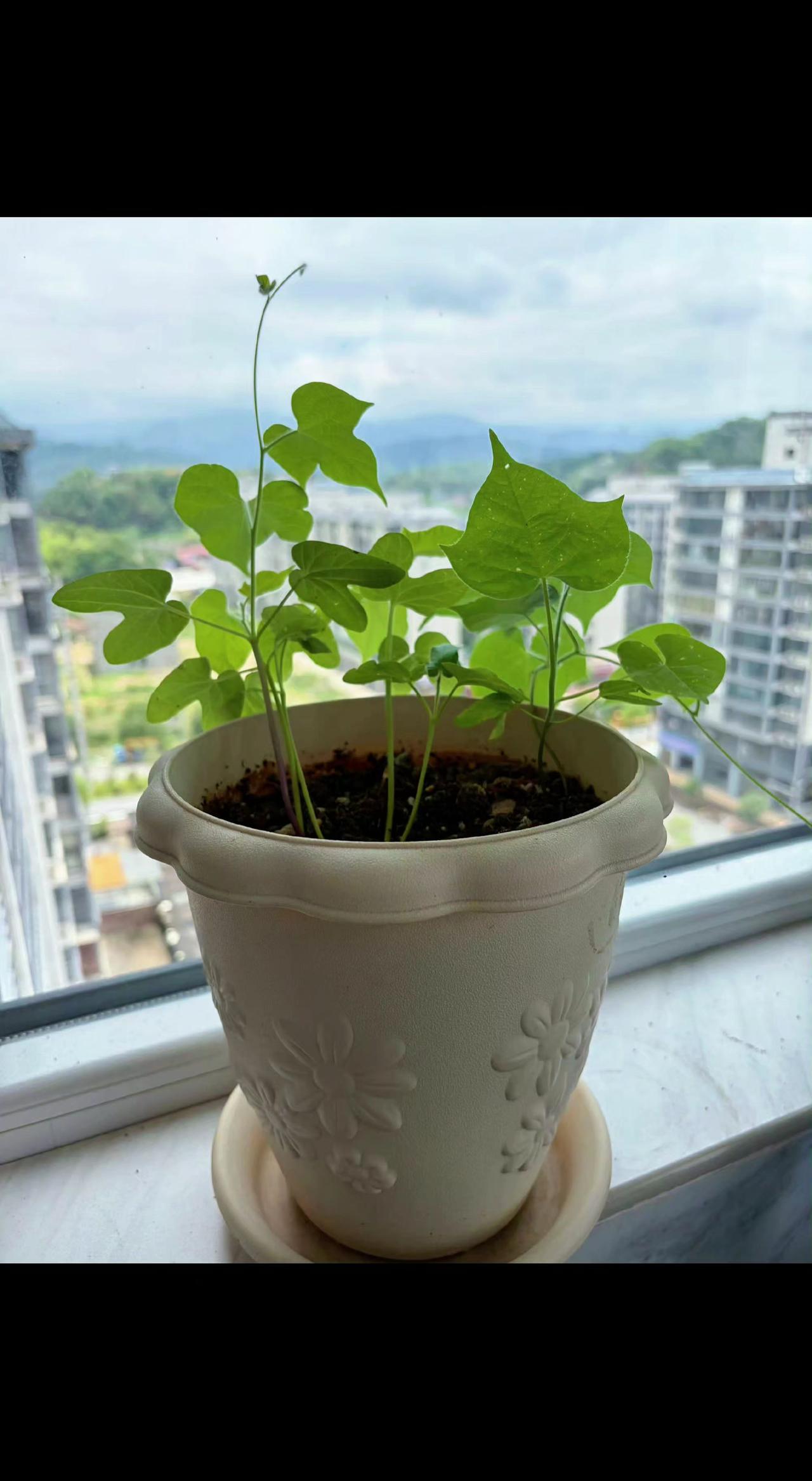 🌱窗边的小森林在伸懒腰，每片叶子都在偷藏阳光✨。生活再忙，也别忘了给希望浇水啊