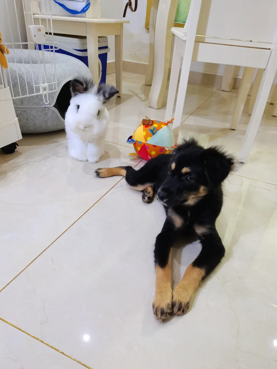 小弟已经长得比大哥还大啦