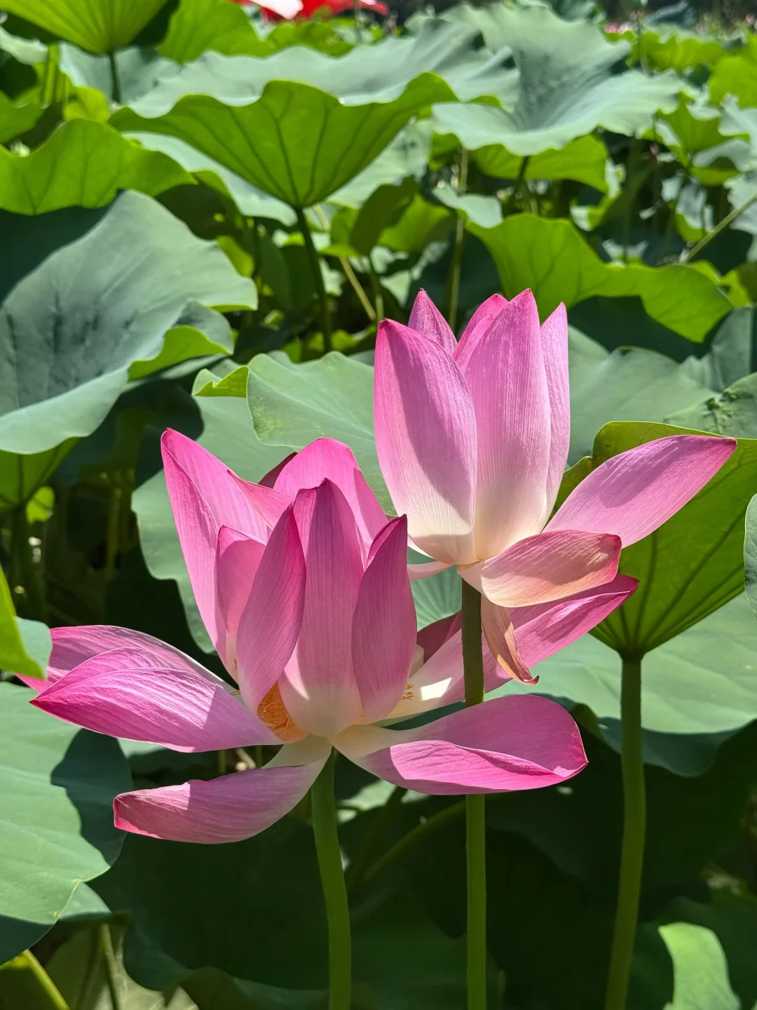 莲