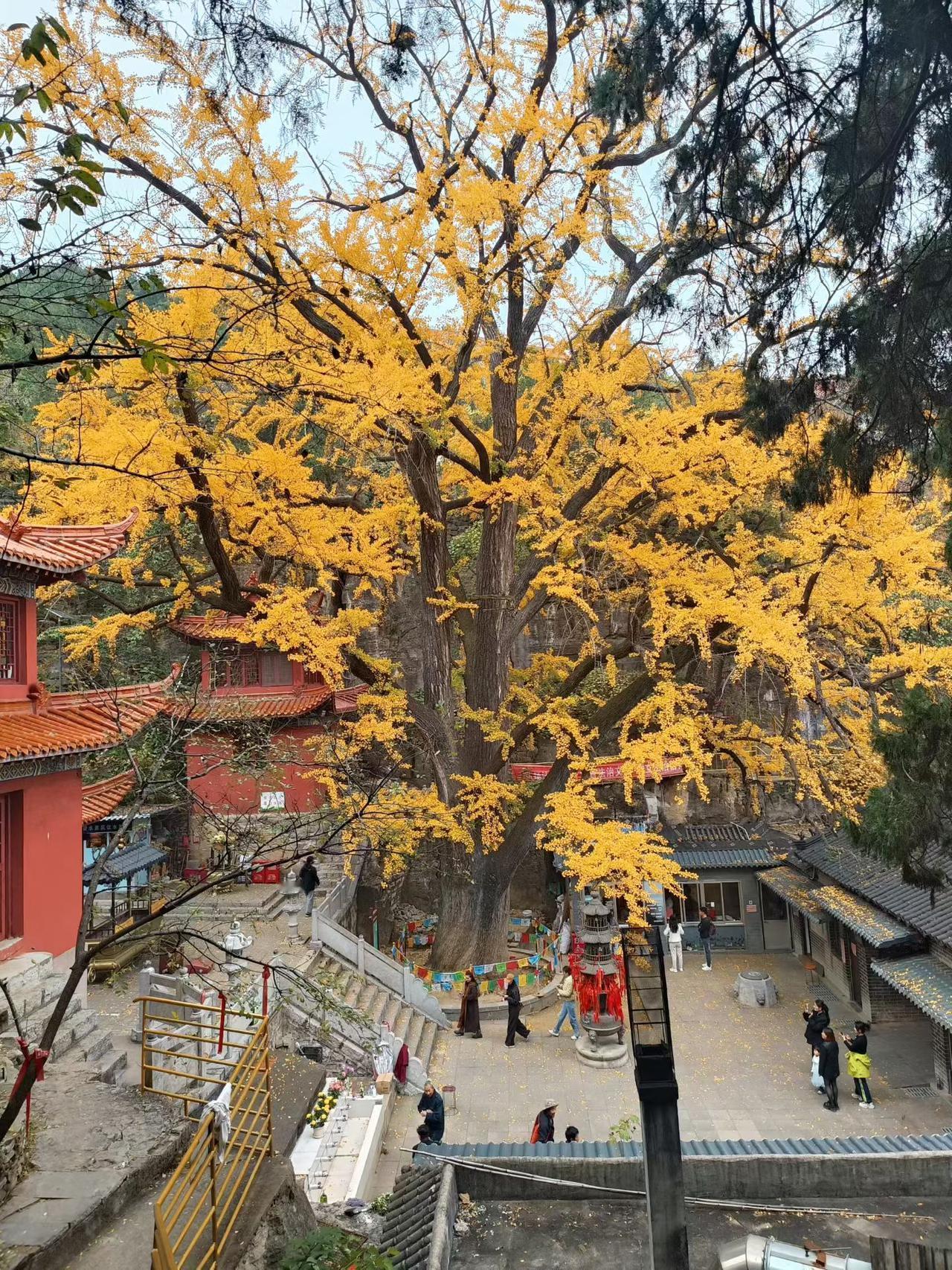秋尽冬来瓦上霜，涑堤梧桐半树黄。
​雨夜雁鸣声悲切，卧迟灯灭起忧伤。
​微信敲出
