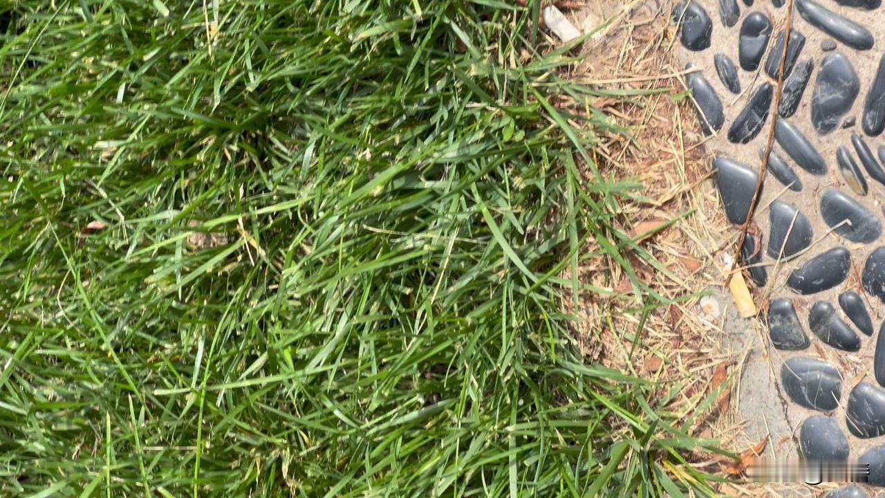 晒图笔记大赛在北二环散步又遇花花草草和护城河的垂柳以及结果的海棠，大美了，真是治