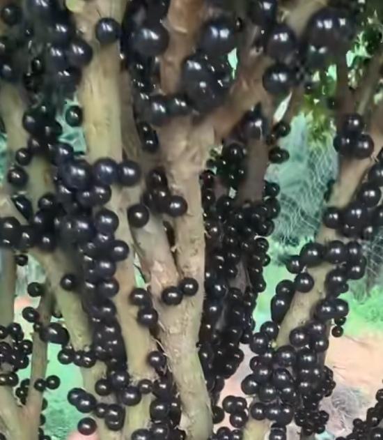 广西两种热带水果
成熟期长却极高产

从广西巴马回到东北老家，相册里一直存留着下